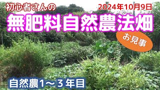 自然農1～3年目 初心者さんの無肥料自然農法畑　24年10月9日