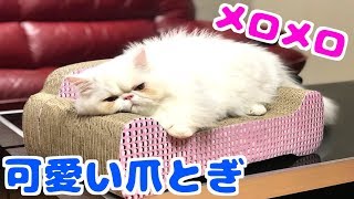 猫にかわいいソファー型の爪研ぎをプレゼントしたら取り合いになった！笑