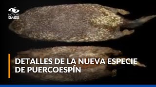 Después de 126 años, descubren nueva especie de puercoespín en Colombia