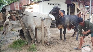 កូនអាក្អែក ស្អាតណាស់…ហើយរហ័សទៀត លោតលឿនណាស់(2)