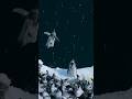 🐧 Baby Penguins Jump Off 50-Foot Cliff in Antarctica #penguins