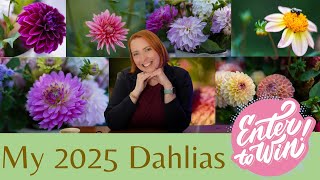 My Favorite Dahlias for 2025 & Tuber Giveaway (Enter to Win!) 🌼💜