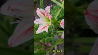 लिलीची दृष्ट लागण्यासारखी जोडी फुलली आहे. #flowers #garden #lily #music