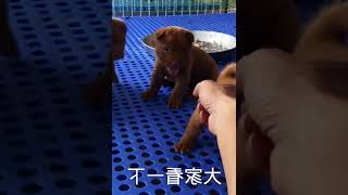 真正的五红犬，中华田园犬最贵的品种，短耳朵才是它的亮点   西瓜视频 #002