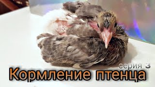 Кормление птенца.Пискун голубя 18 дней.Feeding the chick.Pigeon squeaker 18 days