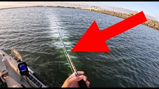 THE FISH ARE HERE! Kayak fishing Using LIVE and artificial shrimp!