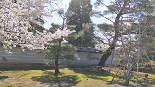 京都　仁和寺(NinnaJi)にて