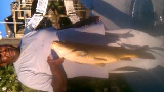 Bubba fishing in backyard