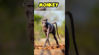 THE ANIMALS THAT YOU HAVE NEVER SEEN WITHOUT THEIR HAIRS ...#shortseua #youtube #youtubeshorts