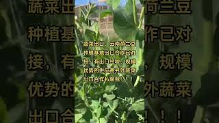 国内蔬菜出口，云南兰豆种植基地出口已对接，有出口经验，规模优势的供应商，蔬菜出口合作私聊我