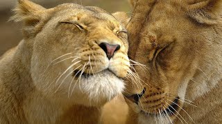 Africa's most Fearsome Hunters - Lion Pride Documentary HD