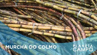 Nova doença nas lavouras de cana-de-açúcar preocupam produtores rurais do Centro-Sul do país