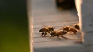 Dance of the Honey Bee