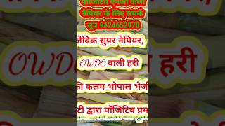 OWDC से तैयार सुपर नैपियर में एक कलम से 100 से 150 तक शाखाएं आई #viral #agriculture #cow #dairyfarm