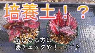 レックスベゴニア植え替え　葉の色どうなる？①