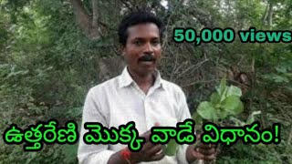 ఉత్తరేణి మొక్క ఎలా వాడాలో తెలుసుకోండి?how to use uttareni plant you know