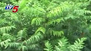 Curry Leaf Plants Cultivation Tips | Annapurna : TV5 News