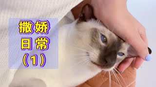 【撒娇日常1】暹罗猫离不开人怎么办？连我坐在椅子上都要在身后挤一挤。