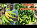 harvesting fresh cucumber & plantain for the market this is how the vendors buy produce from Farmers