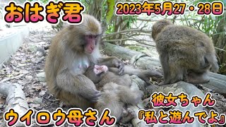 【赤ちゃん・ニホンザル・４K動画】1才直前　おはぎ君  with 彼女ちゃん