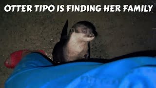 Otter Tipo Searching For Missing Sisters