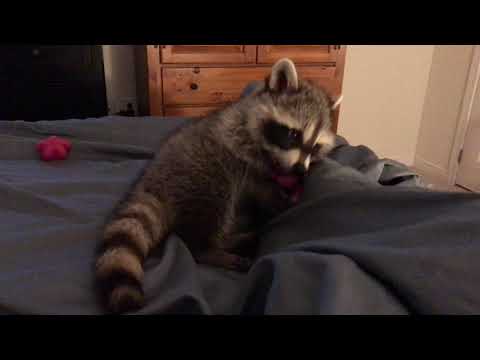 Cooney the Rescue Raccoon sucking on his Pacifier Cooney the Rescue Raccoon sucking on his Pacifier