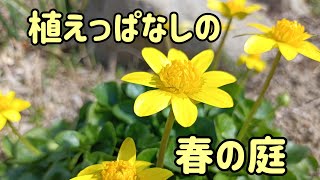 【ガーデニング】3月中旬の庭とその周辺の様子②～クリスマスローズ.杏.さくらんぼ.立金花.椿.サンシュユ.雪柳.水仙