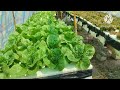 สิ่งที่จำเป็นในกาปลูกผักไฮโดรน้ำนิ่ง hydroponics บ้านสวนกิตติธรา