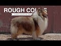 ROUGH COLLIE: A DOG LOVER'S INTRODUCTION