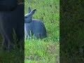 nature rabbit animal forest beautiful scenery relaxing clip pt 1 ep 3 🐇🏞️🌄🤩😍🥰❤️💕