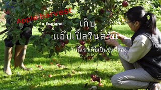 เก็บแอ๊ปเปิ้ลในสวน รุ่นที่สอง...ยังเหลือให้เก็บอีกเยอะเลย.../ Apple harvest,