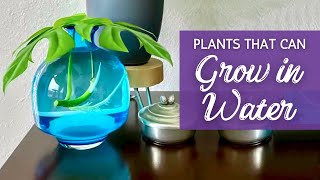 No Soil, Just Water, Who Can Survive? | 20 Houseplants That Can Stay In Water |