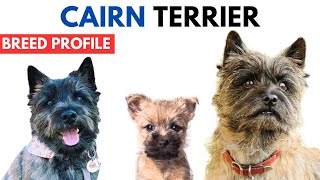 Cairn Terrier Breed Profile History - Price - Traits -  Cairn Terrier Grooming Needs - Lifespan