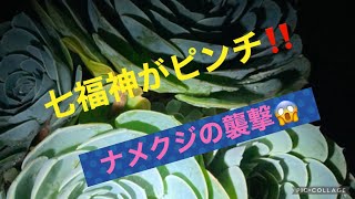 【多肉植物】七福神がピンチ❗️恐るべしナメクジ😱ナメクジ苦手な方はご注意ください！