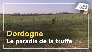 La truffe du Périgord