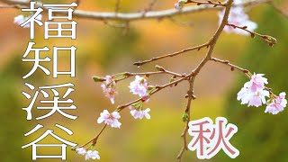 紅葉と寒桜の福知渓谷　兵庫県　デイキャンプ場