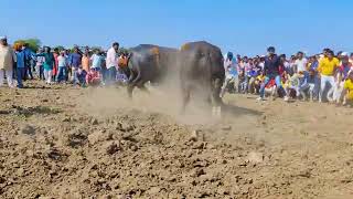 हरि ओम ढाबा ,,,,विजय पहलवान ,,,ओर संजू पहलवान के पाडो की लड़ाई उज्जैन