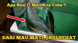 CARA MENYELAMATKAN IKAN YANG HAMPIR MATI DAN MABUK || Apa Bisa ⁉️