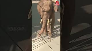 அரிக்கொம்பன் யானையால் அச்சம்- 144 தடை உத்தரவு அமல் | Elephant | 144 Lockdown | kambam