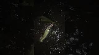 Night Fishing അരമണിക്കൂർ ഉണ്ട് ചൂണ്ട ഇട്ടു മീൻ പിടുത്തം. #fishing #fish #keralafishing #catfish