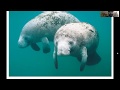 Manatee Evolution CER