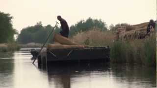 De oogst van het riet in De Weerribben