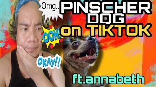 PINCSHER DOG ON TIKTOK##vloguapps #videoshop #VivaVideo #Musical.ly #followme#Maikee delights