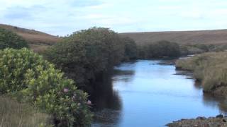 Shean Lodge Fishery - Beat Two