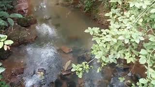 ಕಾಡು-ತೋಟದ ಮದ್ಯೆ ಇರುವ ಸಣ್ಣ ನಧಿ #village #villagelife #villagevlog #smallriver #river #forestriver