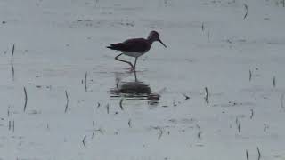 LESSER YELLOW LEGS---MUNSON ,AB, CA