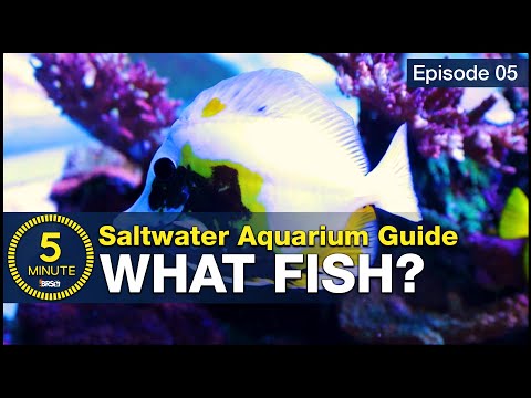 What kind of fish are in salt water?