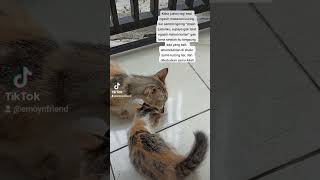 Rezeki Kucing Kampung #kucing #shorts #short #shortsvideo #shortsvideo #cat #kucingkampung #cats