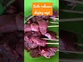 sate terbesar yang pernah di buat