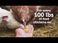 How Much do Chickens Poop?